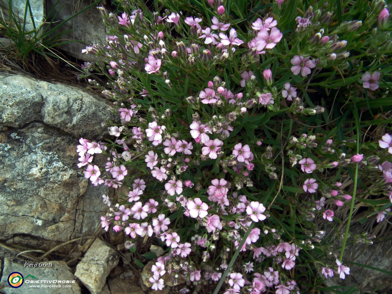 21 Silene a cuscinetto (Silene acaulis) .JPG